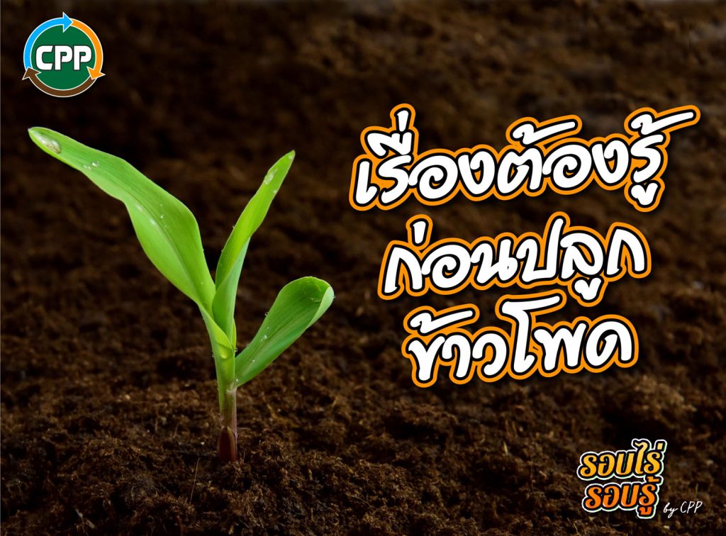 Things to know before planting maize