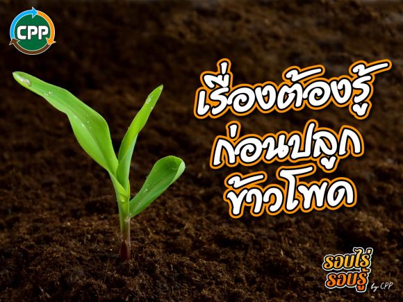 Things to know before planting maize