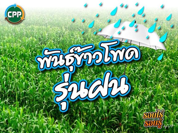 Corn seed for rainy season