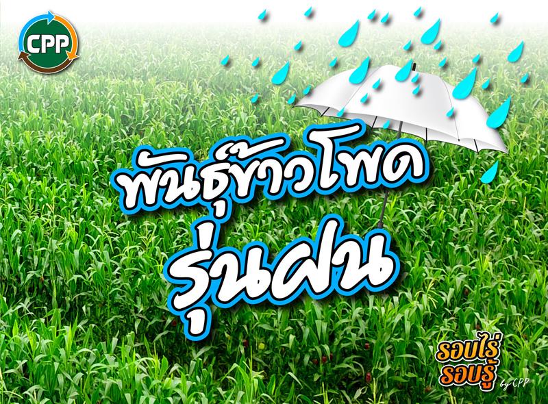 Corn seed for rainy season