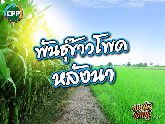พันธุ์ข้าวโพดหลังนา