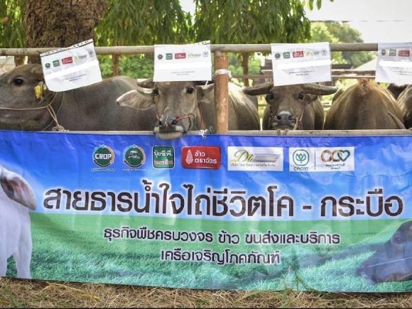 ไถ่ชีวิตโค-กระบือ จ.พระนครศรีอยุธยา